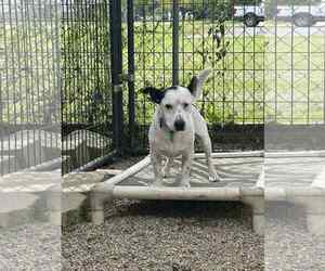 Jack Russell Terrier-Unknown Mix Dogs for adoption in Mukwonago, WI, USA