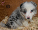 Small Photo #8 Border Collie Puppy For Sale in WHITE SALMON, WA, USA