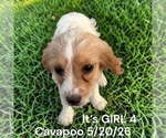 Litter of 6 - Male(s) and Female(s) Cavapoo (Miniature)Litter of Puppies for Sale - Photo #7