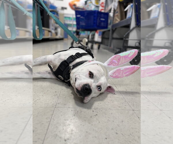 Medium Photo #3 American Staffordshire Terrier-Unknown Mix Puppy For Sale in Holly Springs, NC, USA