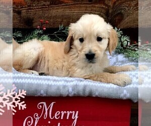 Golden Retriever Puppy for sale in DRY RUN, PA, USA