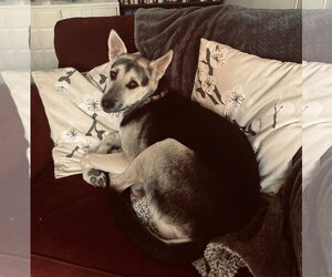 Holly - Female Siberian Husky-Unknown Mix Dog for Adoption - Photo #3
