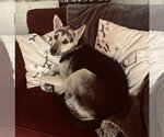 Small #2 Siberian Husky Mix