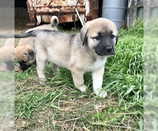 Medium Photo #6 Anatolian Shepherd Puppy For Sale in ROBSTOWN, TX, USA