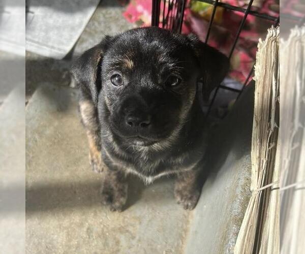 Medium Photo #2 Labrador Retriever-Unknown Mix Puppy For Sale in San Diego, CA, USA