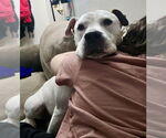 Small #41 Dogo Argentino-Labrador Retriever Mix