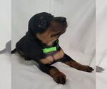 Puppy Lime female Dachshund