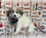 Small Photo #4 Great Pyrenees Puppy For Sale in LAKELAND, FL, USA