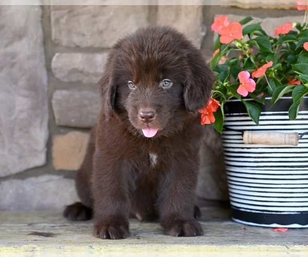 Medium Photo #2 Newfoundland Puppy For Sale in MILLERSBURG, OH, USA