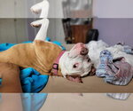 Small Photo #16 Mutt Puppy For Sale in Caldwell, NJ, USA