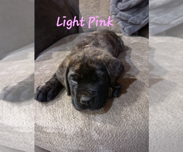 Medium Photo #1 Mastiff Puppy For Sale in WALNUT COVE, NC, USA