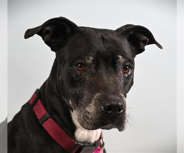 Medium Photo #1 Boxer-Unknown Mix Puppy For Sale in Fort Collins, CO, USA