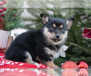 Mutt-Pembroke Welsh Corgi Mix Litter for sale in DOVER, PA, USA