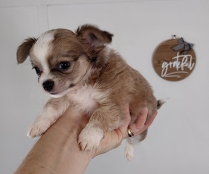 Chihuahua Puppy for sale in FAIR PLAY, SC, USA