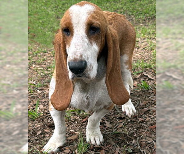Medium Photo #2 Basset Hound Puppy For Sale in Deepwater, NJ, USA