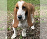Small #1 Basset Hound