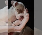 Small Photo #4 American Pit Bull Terrier-Unknown Mix Puppy For Sale in Raleigh, NC, USA