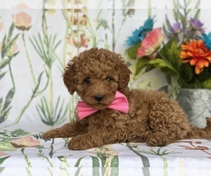 Cavapoo Puppy for sale in LANCASTER, PA, USA