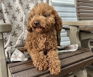 Father of the Cavapoo puppies born on 07/22/2025