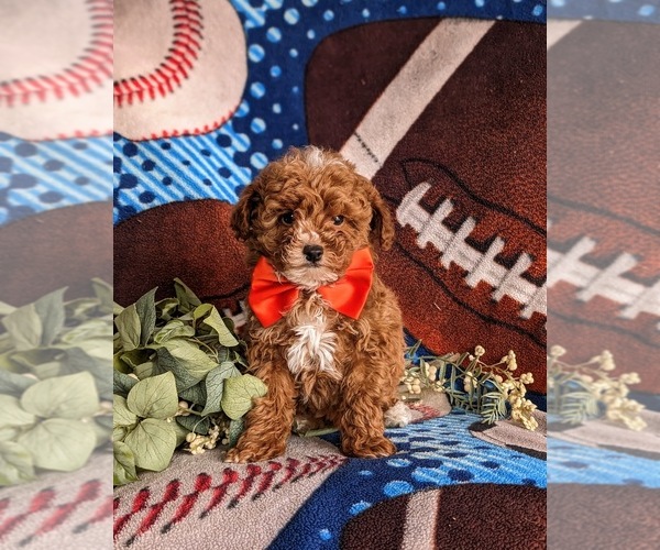 Medium Photo #3 Poodle (Toy) Puppy For Sale in LINCOLN UNIVERSITY, PA, USA