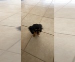 Small Photo #10 Cavalier King Charles Spaniel Puppy For Sale in ALBUQUERQUE, NM, USA