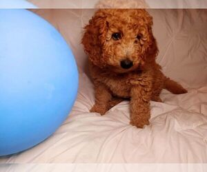 Goldendoodle (Miniature) Puppy for sale in ADENA, OH, USA