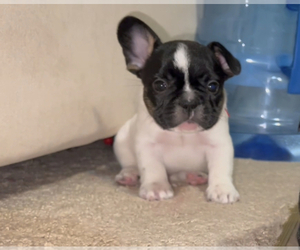 French Bulldog Puppy for sale in SAINT PAUL, MN, USA