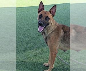 Mutt Dogs for adoption in Camarillo, CA, USA