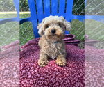 Small Poodle (Toy)