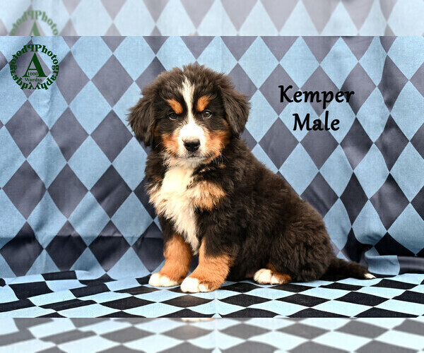 Medium Photo #1 Bernese Mountain Dog Puppy For Sale in HARRISONBURG, VA, USA