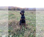 Puppy Cai Doberman Pinscher
