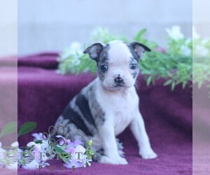 Boston Terrier Puppy for sale in PORT ROYAL, PA, USA