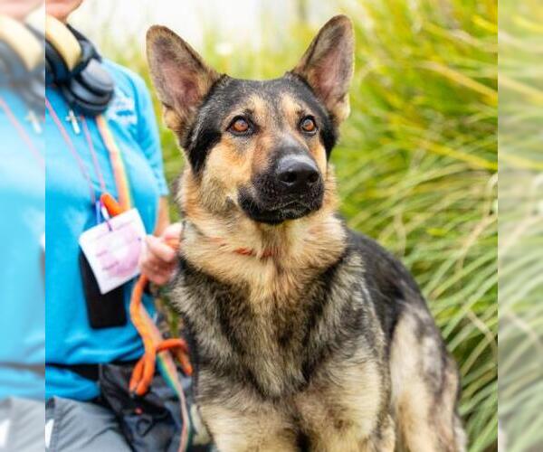 Medium Photo #1 German Shepherd Dog Puppy For Sale in Camarillo, CA, USA