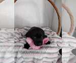 Small Photo #4 Labrador Retriever Puppy For Sale in CAPE CORAL, FL, USA