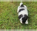Puppy 1 Aussiedoodle Miniature -Poodle (Miniature) Mix