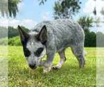 Small #1 Mutt
