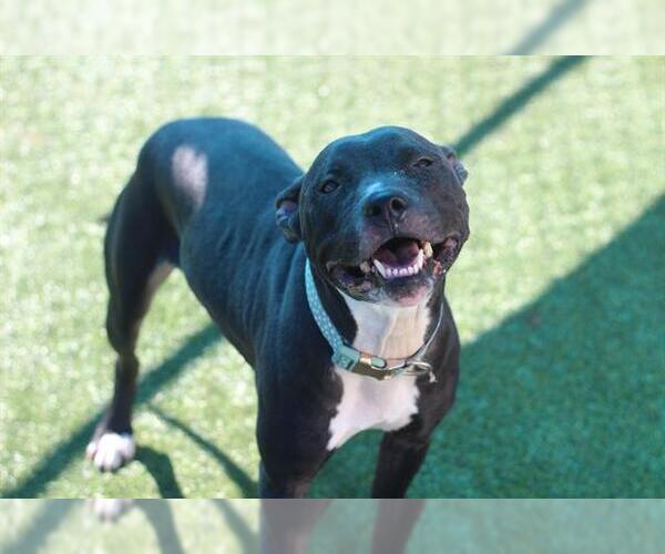 Medium Photo #2 American Staffordshire Terrier-Unknown Mix Puppy For Sale in Grand Prairie, TX, USA