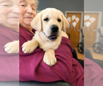 Small #1 Labrador Retriever