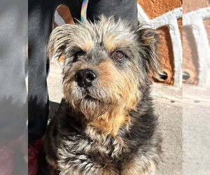 Border Terrier Dogs for adoption in Auburn, WA, USA