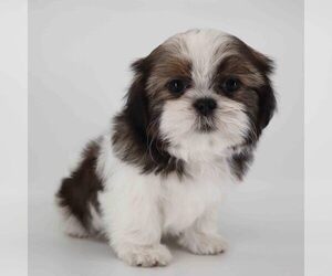Shih Tzu Puppy for sale in LOS ANGELES, CA, USA