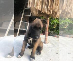 Belgian Malinois Puppy for sale in COLTON, CA, USA