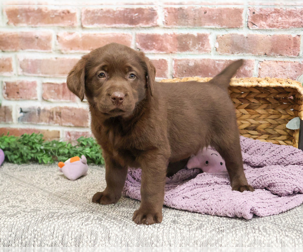 Medium Photo #5 Labrador Retriever Puppy For Sale in SYRACUSE, IN, USA