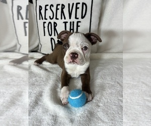Boston Terrier Puppy for Sale in GREENFIELD, Indiana USA