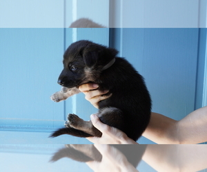 Medium German Shepherd Dog