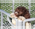 Small Photo #3 Poodle (Standard) Puppy For Sale in LINDEN, TN, USA