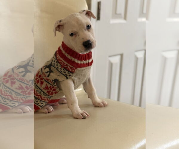 Medium Photo #1 Mutt Puppy For Sale in Holly Springs, NC, USA