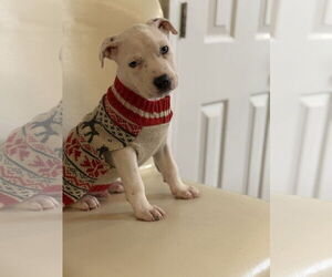 Mutt Dogs for adoption in Holly Springs, NC, USA