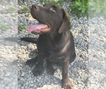 Small #2 Labrador Retriever