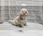 Small #5 Maltipoo