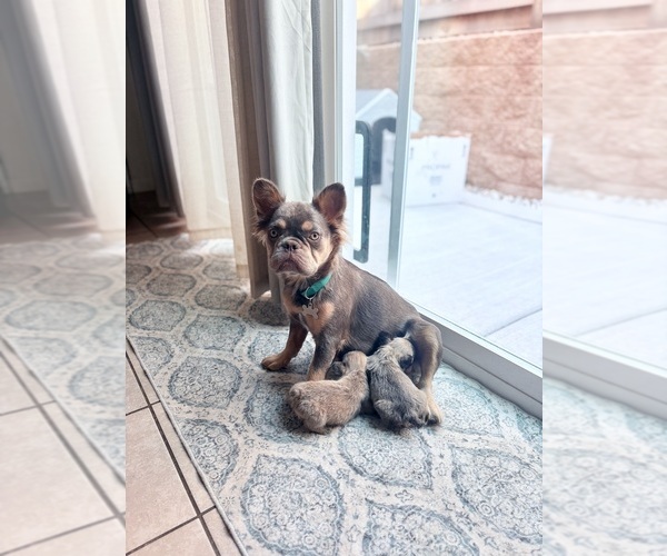 Medium Photo #26 French Bulldog Puppy For Sale in FOLSOM, CA, USA
